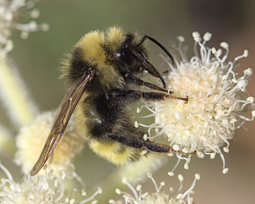 iNaturalist observation photo of Bumble Bees