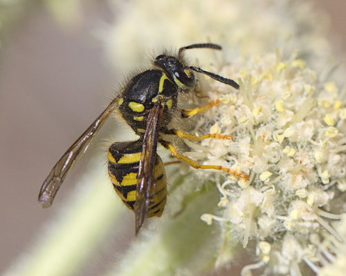 iNaturalist observation photo of Common Aerial Yellowjacket