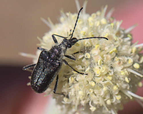 iNaturalist observation photo of Gnathacmaeops pratensis