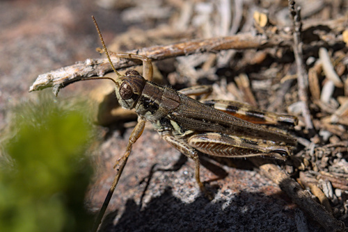 iNaturalist observation photo of North American Spur-throated Grasshoppers