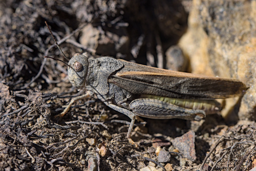 iNaturalist observation photo of Nevada Red-winged Grasshopper