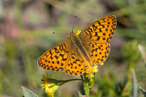 iNaturalist observation photo of Greater Fritillaries