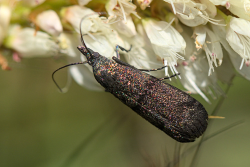 iNaturalist observation photo of Pyla viridisuffusella