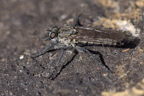 iNaturalist observation photo of Sandpirates