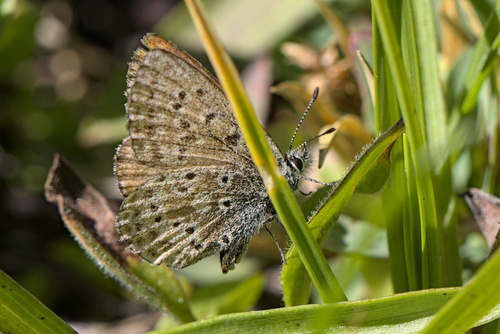 iNaturalist observation photo of Sierra Blue