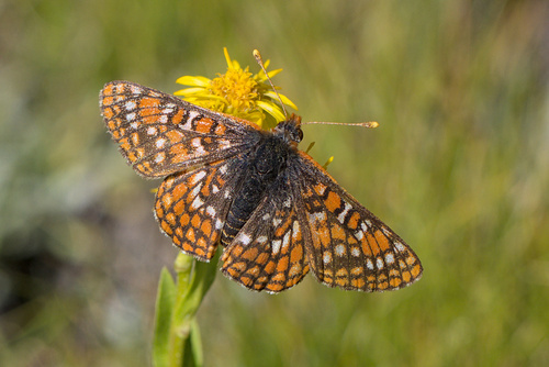 iNaturalist observation photo of Edith's Checkerspot