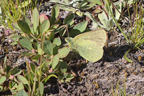 iNaturalist observation photo of Sierra Sulphur