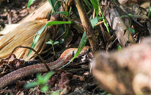 Central American Indigo Snake