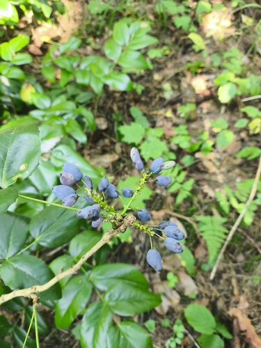 Наблюдение на iNaturalist
