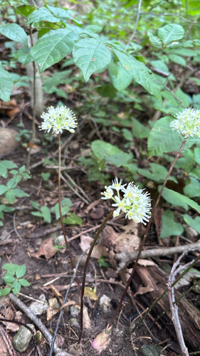 iNaturalist observation photo of wide leek