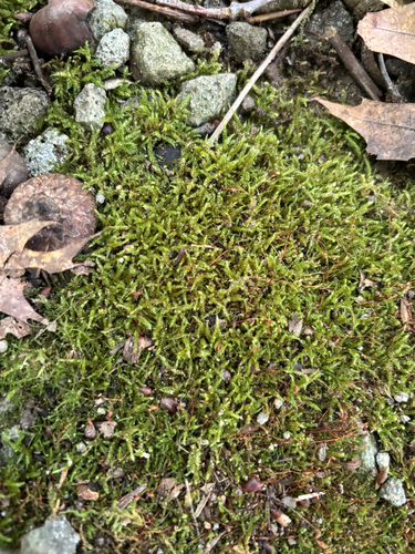 iNaturalist observation photo of Feather Mosses