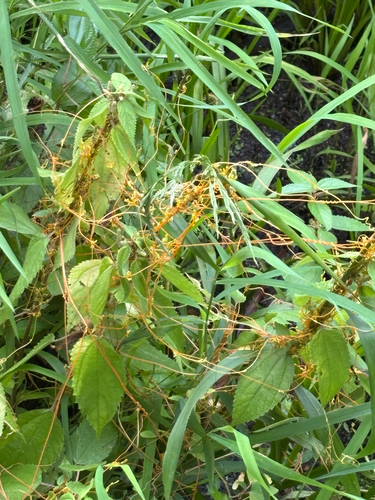 iNaturalist observation photo of Scaldweed
