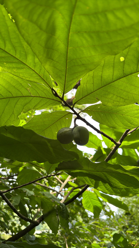 iNaturalist observation photo of common pawpaw