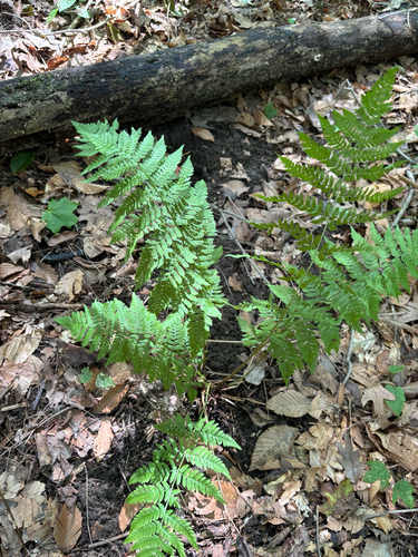 iNaturalist observation photo of spinulose wood fern