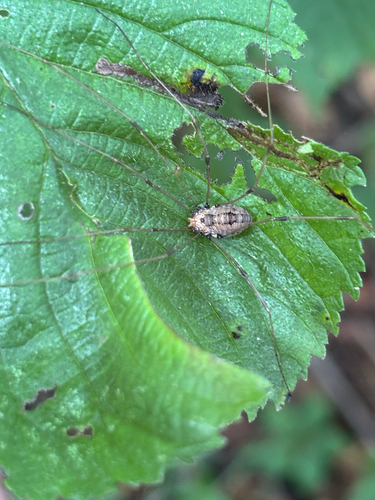 iNaturalist observation photo of Banded Harvestman