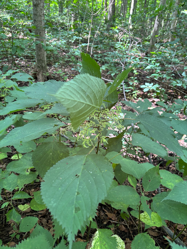 iNaturalist observation photo of wood nettle