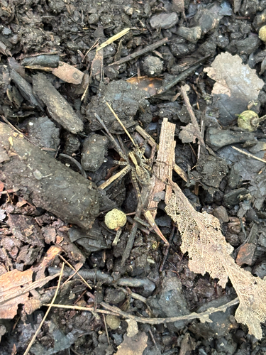iNaturalist observation photo of Wolf Spiders