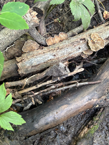 iNaturalist observation photo of Mushrooms, Bracket Fungi, Puffballs, and Allies