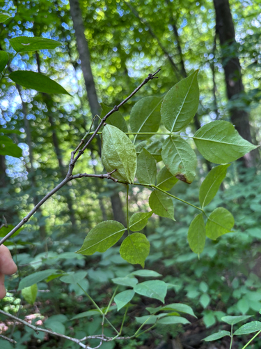 iNaturalist observation photo of American bladdernut