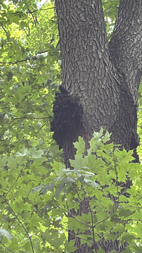iNaturalist observation photo of bacterial crown gall