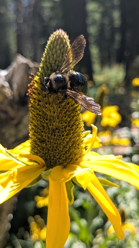iNaturalist observation photo of Horse-fly Carpenter Bee