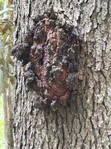 iNaturalist observation photo of bacterial crown gall