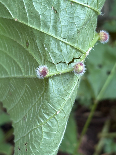 iNaturalist observation photo of Dasineura pilosa