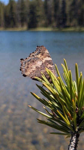 iNaturalist observation photo of California Tortoiseshell