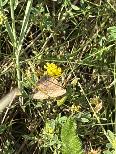 Burnet Companion