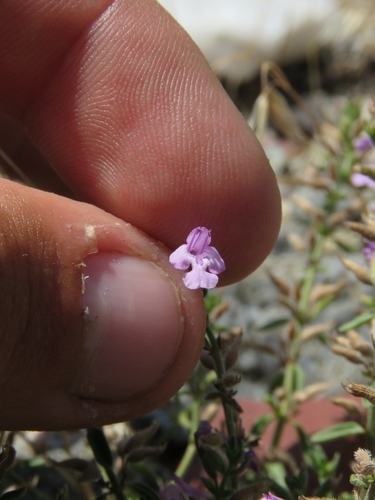 Drummond's false pennyroyal