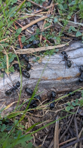 iNaturalist observation photo of Western Black Carpenter Ant