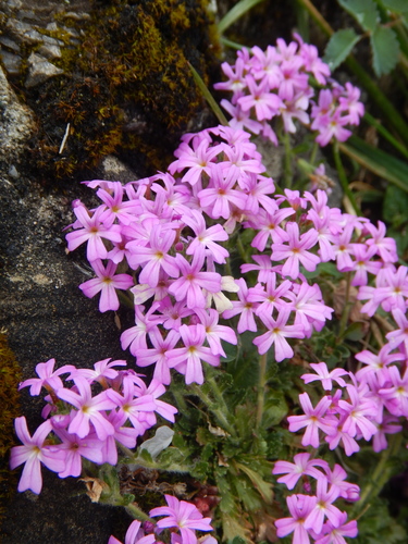 Fairy Foxglove