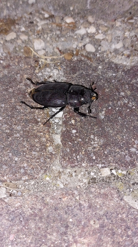 Lucanus tetraodon