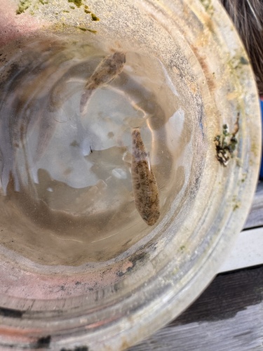 Red River Pupfish