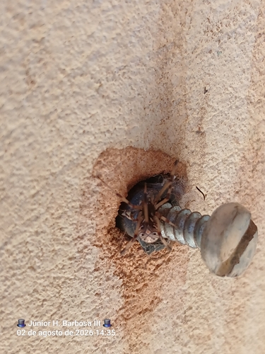 Brown Widow