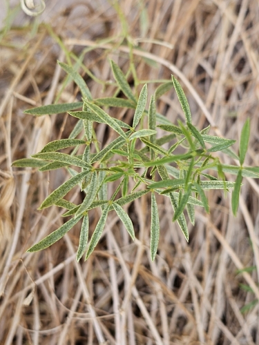 Lance-leaved scurf-pea