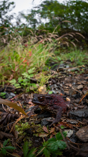 European Toad