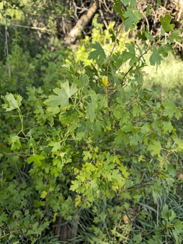 golden currant