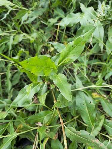 longroot smartweed