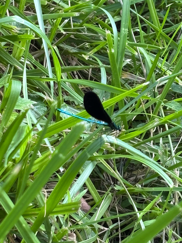 iNaturalist observation photo of Ebony Jewelwing