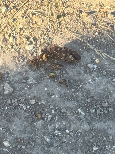 iNaturalist observation photo of Carnivorans