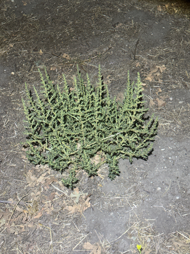 iNaturalist observation photo of amaranths