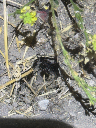 iNaturalist observation photo of Western Black Widow