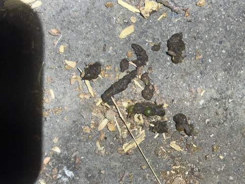 iNaturalist observation photo of Carnivorans