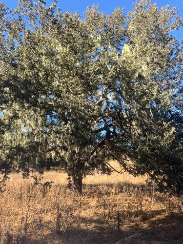 iNaturalist observation photo of valley oak
