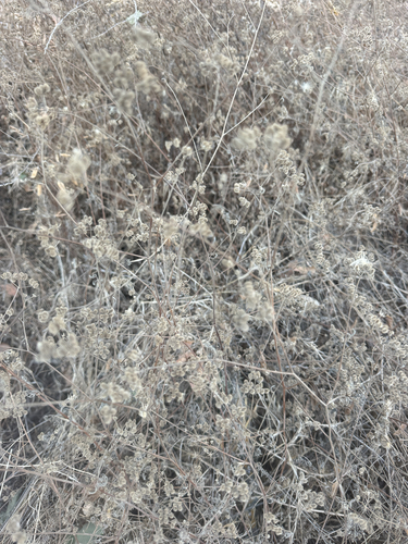 iNaturalist observation photo of common hedge parsley