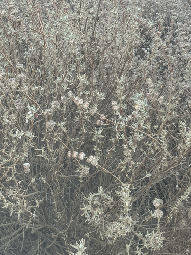 iNaturalist observation photo of purple sage