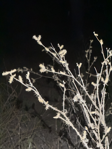 iNaturalist observation photo of Italian thistle