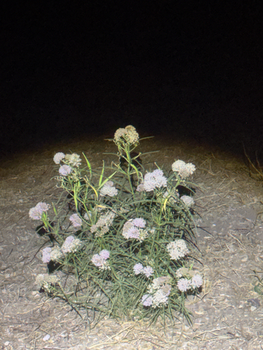 iNaturalist observation photo of narrowleaf milkweed
