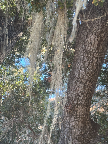 iNaturalist observation photo of lace lichen